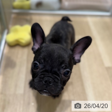 フレンチ・ブルドッグの写真