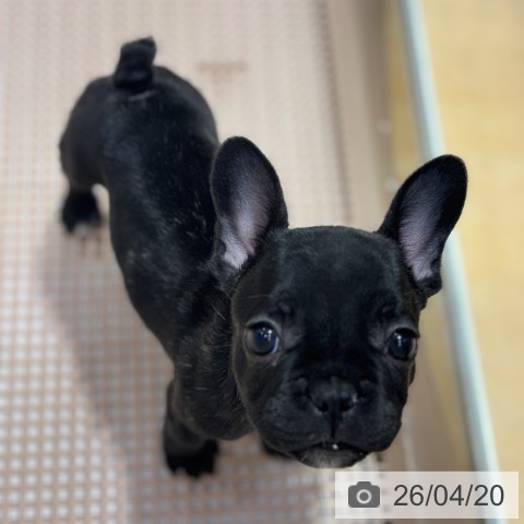 フレンチ・ブルドッグの写真