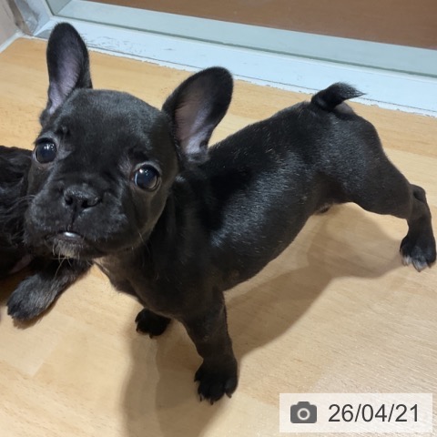 フレンチ・ブルドッグの写真