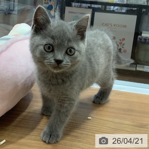 スコティッシュフォールドの写真