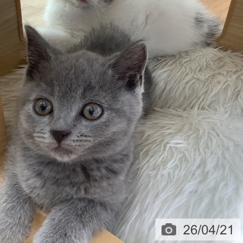 スコティッシュフォールドの写真