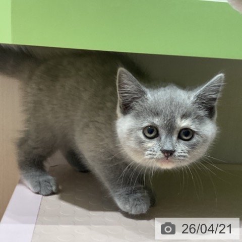 スコティッシュフォールドの写真