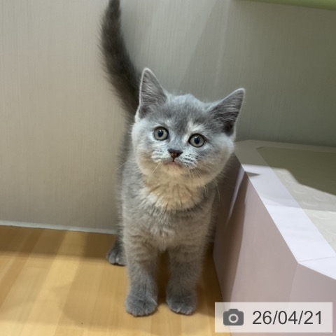 スコティッシュフォールドの写真