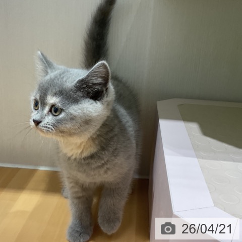 スコティッシュフォールドの写真