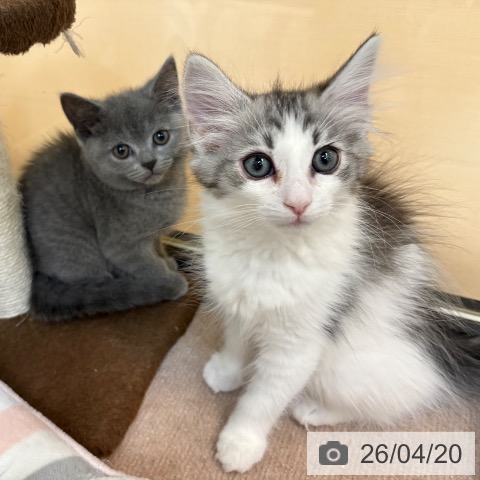 スコティッシュフォールドの写真