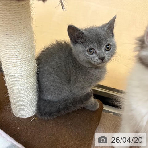 スコティッシュフォールドの写真