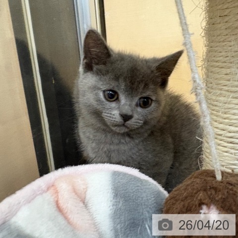 スコティッシュフォールドの写真