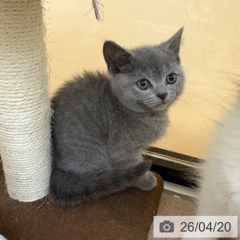 スコティッシュフォールドの写真