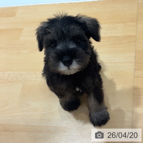 ミニチュア・シュナウザーの写真