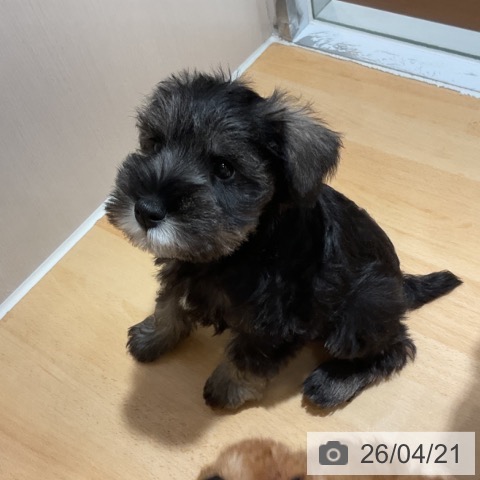 ミニチュア・シュナウザーの写真