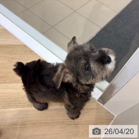 ミニチュア・シュナウザーの写真