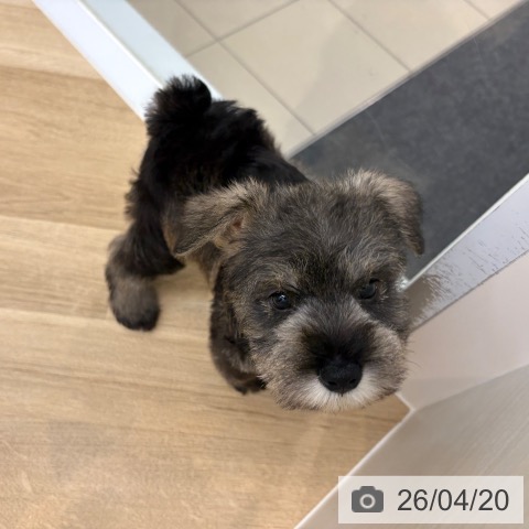 ミニチュア・シュナウザーの写真