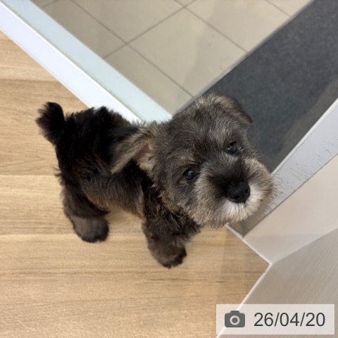 ミニチュア・シュナウザーの写真