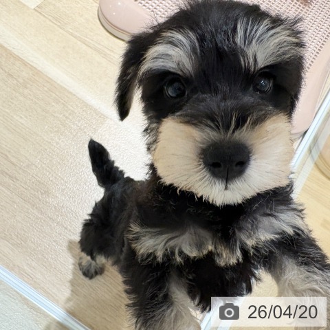 ミニチュア・シュナウザーの写真