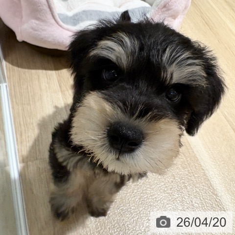 ミニチュア・シュナウザーの写真