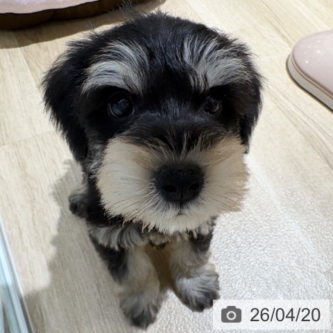 ミニチュア・シュナウザーの写真