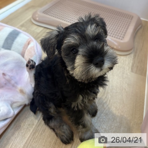 ミニチュア・シュナウザーの写真