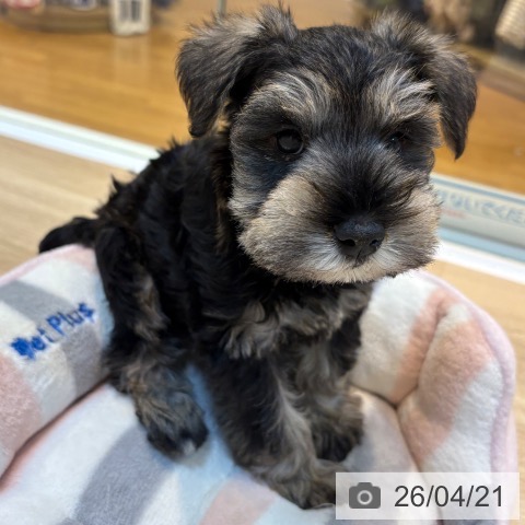 ミニチュア・シュナウザーの写真