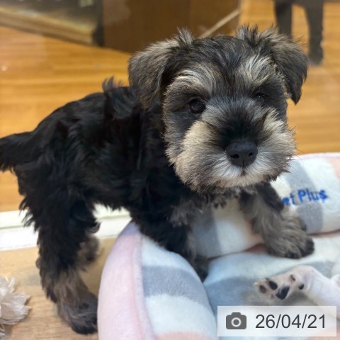 ミニチュア・シュナウザーの写真