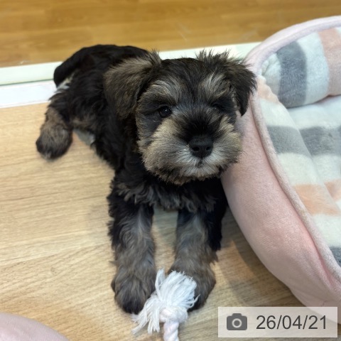 ミニチュア・シュナウザーの写真