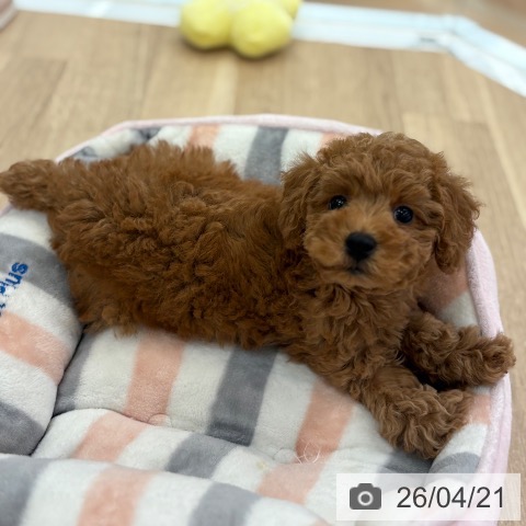 トイ・プードルの写真