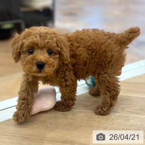 トイ・プードルの写真