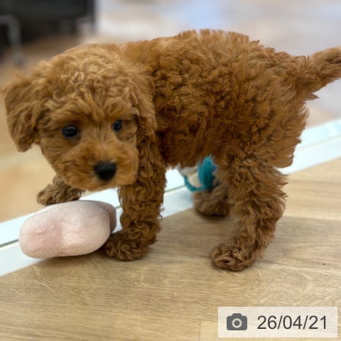 トイ・プードルの写真