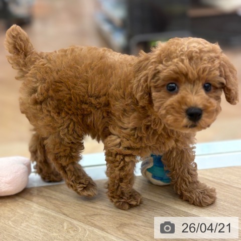 トイ・プードルの写真