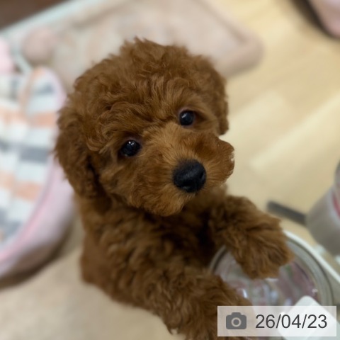 トイ・プードルの写真