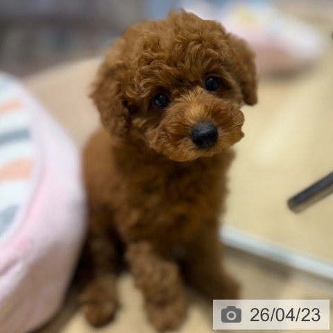 トイ・プードルの写真