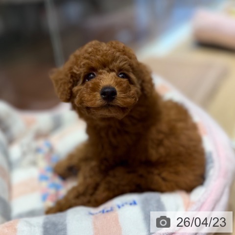 トイ・プードルの写真