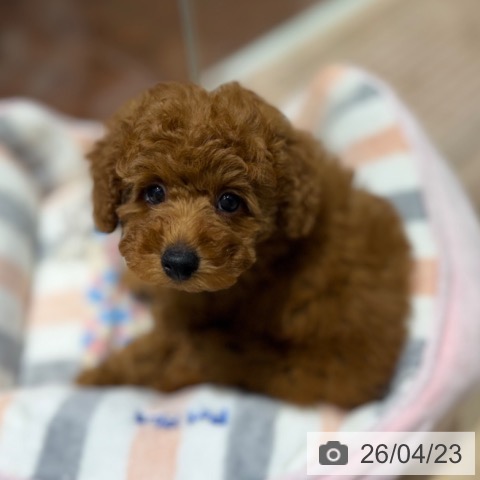 トイ・プードルの写真