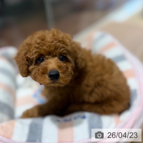 トイ・プードルの写真