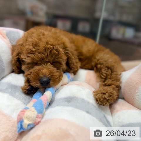 トイ・プードルの写真