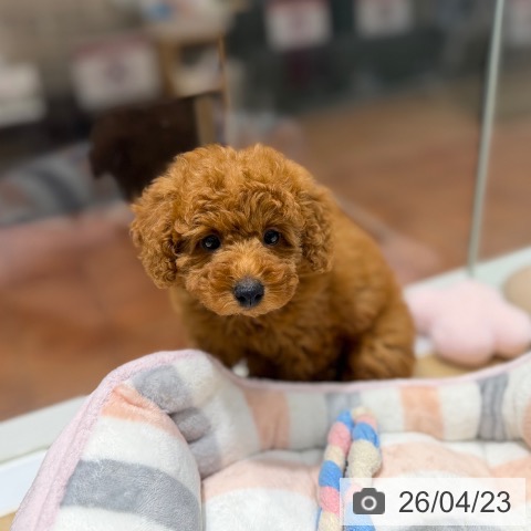 トイ・プードルの写真