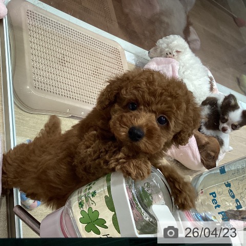 トイ・プードルの写真