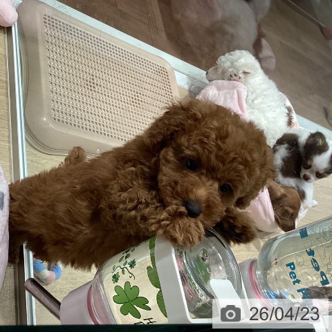 トイ・プードルの写真