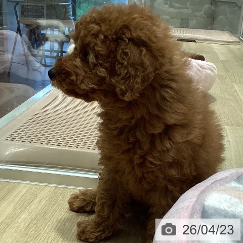 トイ・プードルの写真