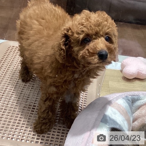 トイ・プードルの写真