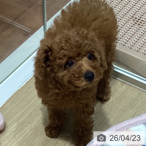 トイ・プードルの写真