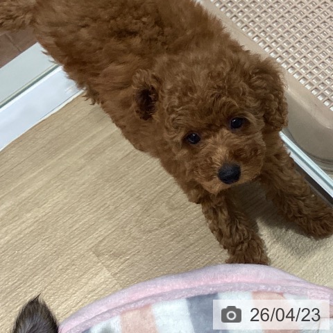 トイ・プードルの写真