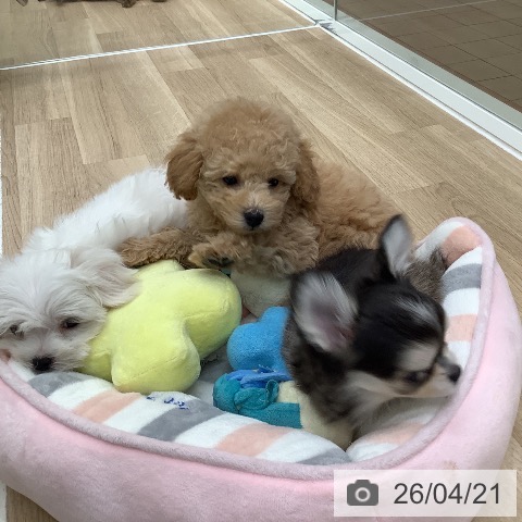 トイ・プードルの写真