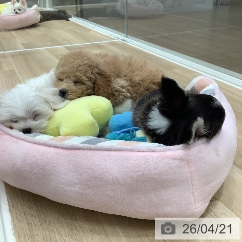 トイ・プードルの写真