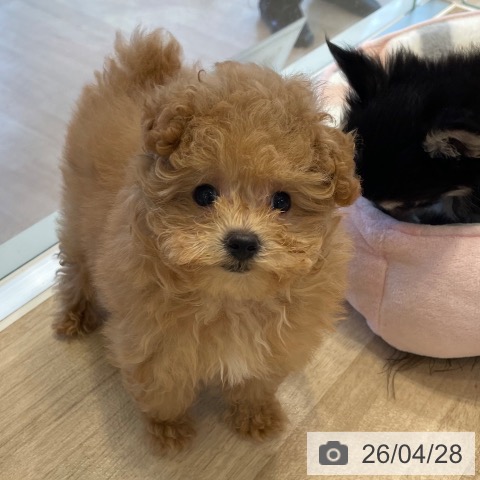 トイ・プードルの写真