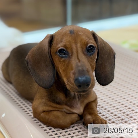 ミニチュア・ダックスフンドの写真