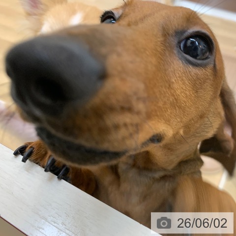 ミニチュア・ダックスフンドの写真