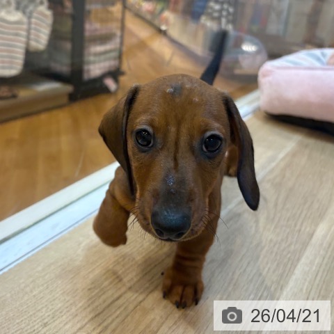 ミニチュア・ダックスフンドの写真