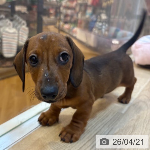 ミニチュア・ダックスフンドの写真