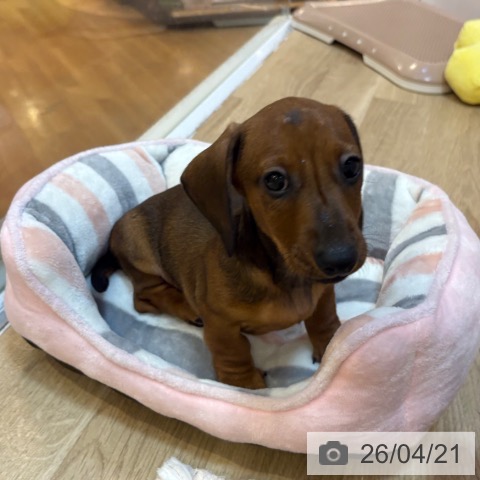 ミニチュア・ダックスフンドの写真