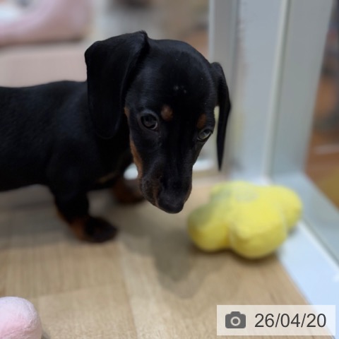 ミニチュア・ダックスフンドの写真